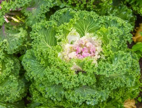 Attractive decorative cabbage Stock Photos