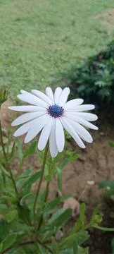 Attractive Dimorphotheca blooming in the garden. View of beautiful white fl.. Stock Photos