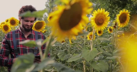 Attractive farmer typing on his tablet, in the middle of a sunflower field. Stock Footage 136882759