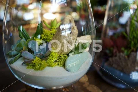 Attractive glass terrariums of different shapes, sizes, and attractive ...