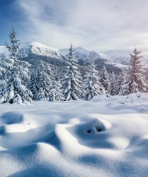 Attractive image of spruces covered in snow. Stock Photos