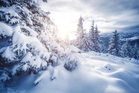 Attractive image of spruces covered in snow. Stock Photos