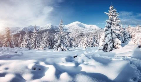 Attractive image of spruces covered in snow. Stock Photos