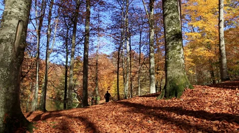 Attractive man running at forest Video stock 32746859