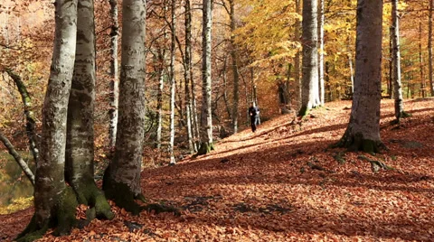 Attractive man running at forest Stock Footage 32747612