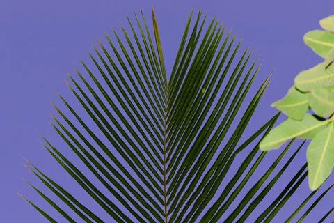 Attractive texture pattern of green leaves of palm or coconut trees with sky  Stock Photos