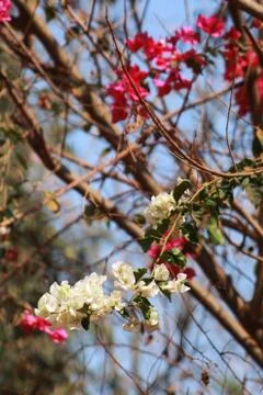 Attractive tree and flower Foto stock