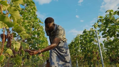 Attractive young african winemaker walking between grapevines monitoring grape Stock Footage 116990754