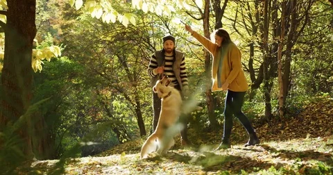 Attractive young couple training a white labrador with a stick. Sunny beautiful Stock Footage 82512599