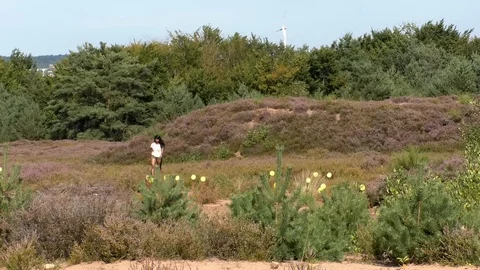 Attractive young lady walking through the heather growing on heathland in summer Stock Footage 115135939