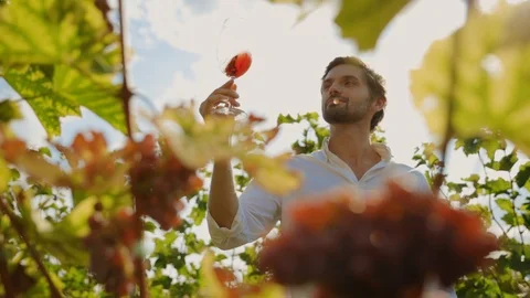 Attractive young man drinking pinot noir tasting wine at grapes harvest vines Stock Footage 116989032