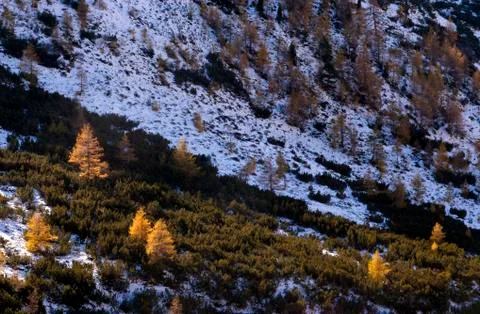 Atumn colored trees Stock Photos
