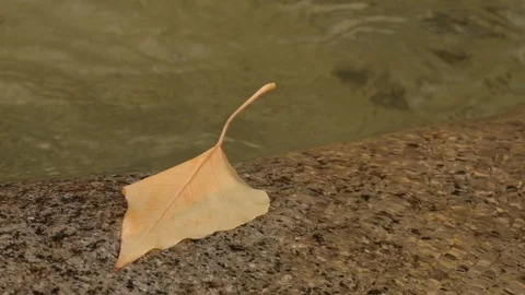 Atumn leaf along mountain stream, North Cascade Mountains, Washington Video stock 97036954