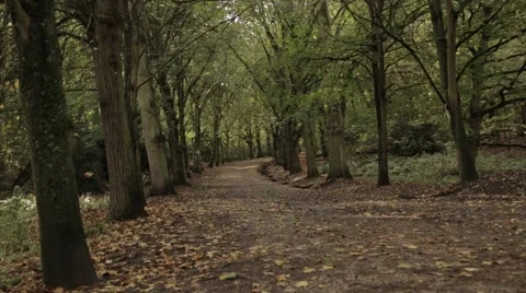 Atumn/Fall Forest at Day Stock Footage 46717055