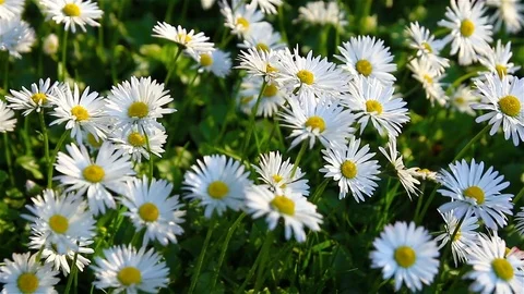 Atural background of fresh spring daisies in the grass trembling in the wind. Stock Footage