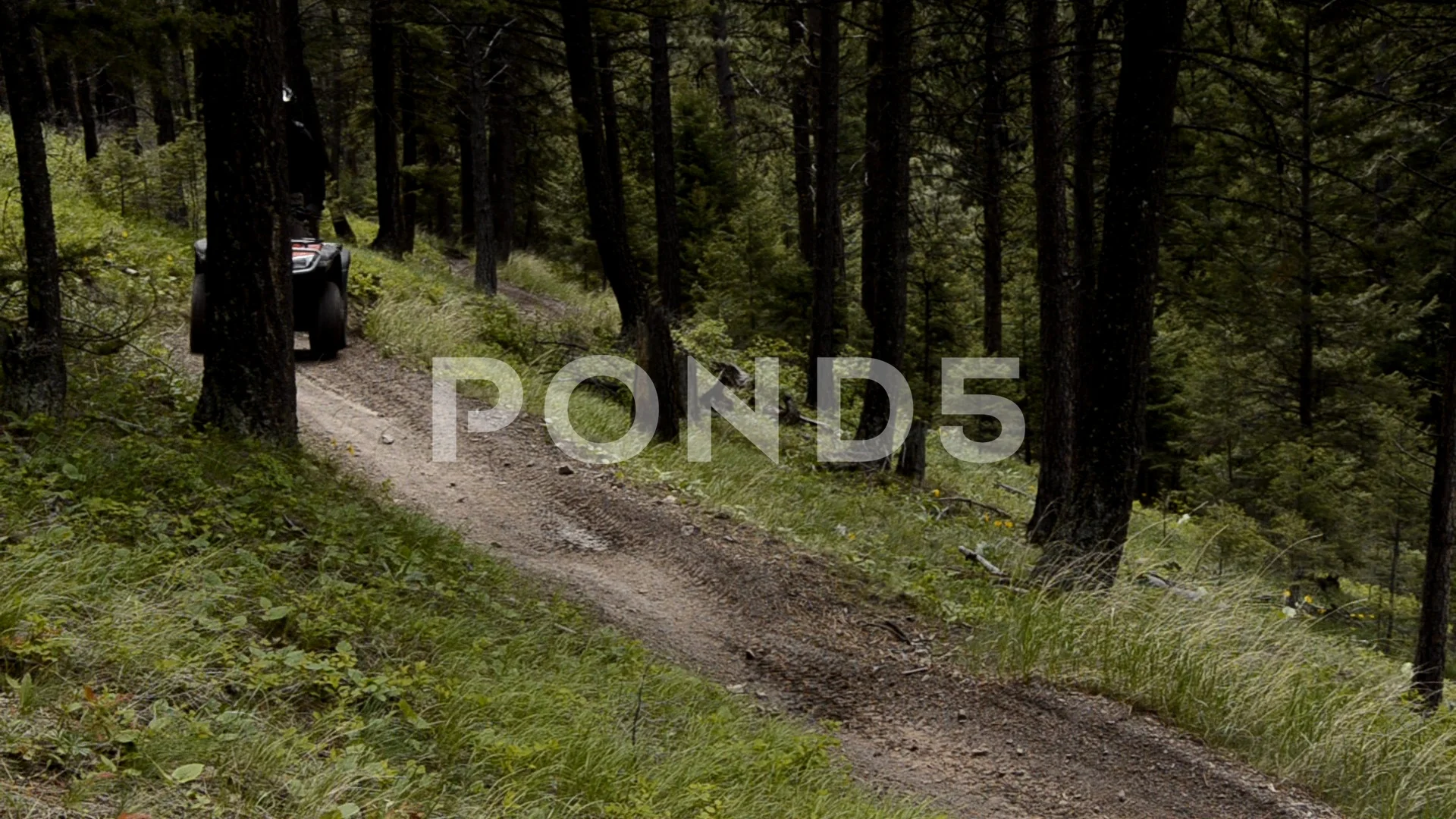 Cruising in the forest