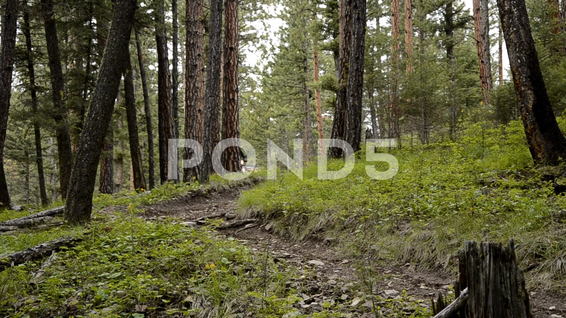 Cruising in the forest