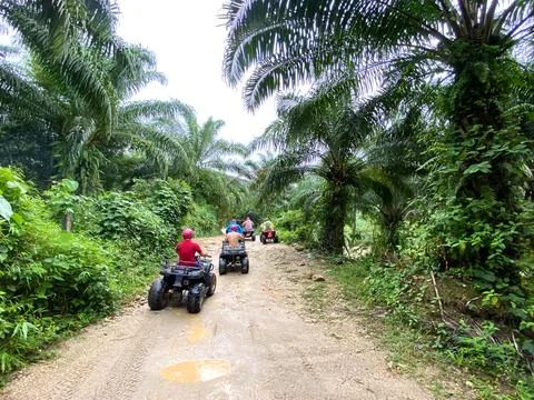ATV excursion through lush tropical landscape with palm trees and dirt path Stock Photos