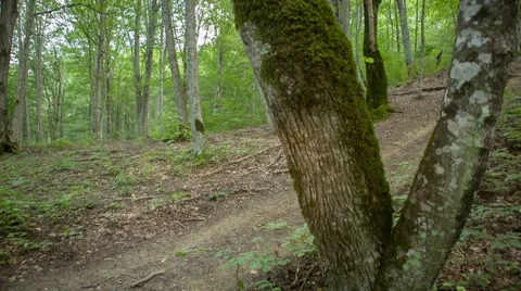 ATV in forest Video stock 58470640