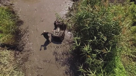 Atv moves stops in the swamp. Stock Footage 66755353
