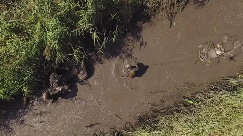 Atv moves stops in the swamp. Stock Footage 66755399