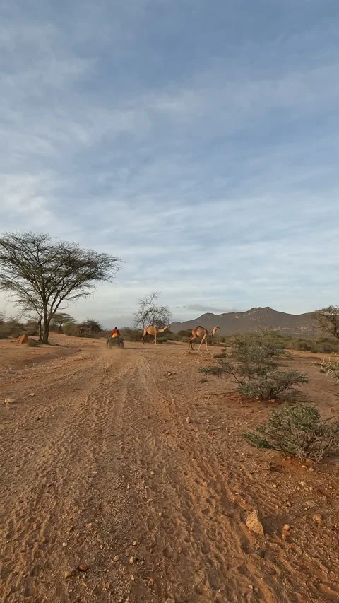 ATV past camels Vídeos de archivo 234679186