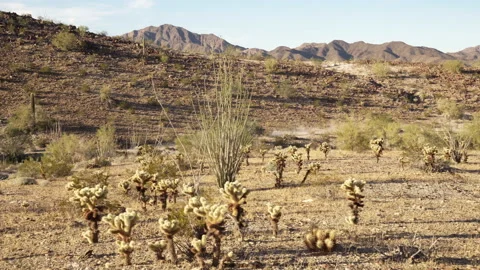 An ATV quad side by side is driving in between the chollas in the wilderness Stock Footage 212600058