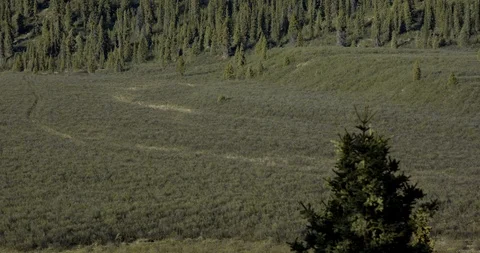 ATV Tracks in the Pristine Wetlands - Tracking shot following ATV tracks. Stock Footage 94709376