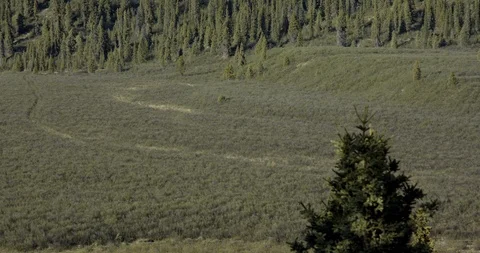 ATV Tracks in the Wetlands Stock Footage 94477489