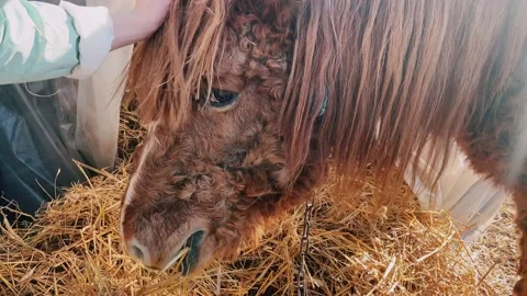 An au pair. Stock Footage 236793439