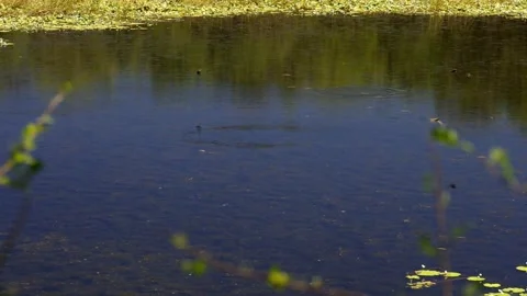 AU2019048 Stock Footage 334629230