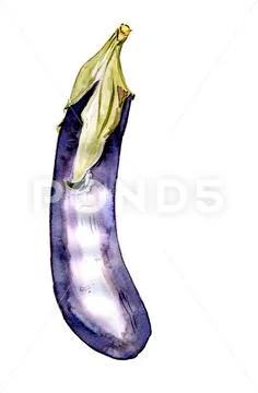 Aubergine Stock Illustration