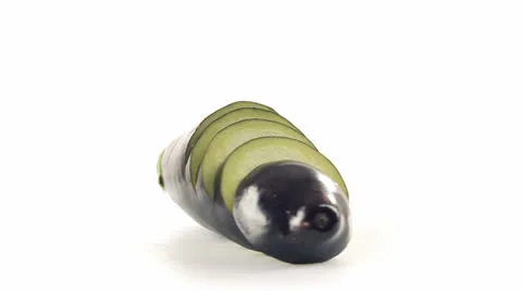 Aubergine slices front view Vidéo 23733213