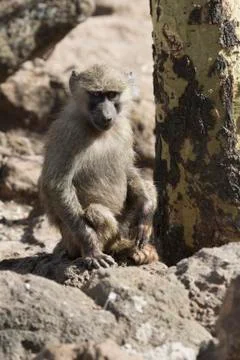 Aubis baboon babe sitting under a tree on a hot sunny day Stock Photos