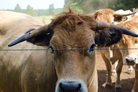 Aubrac cattle Stock Photos