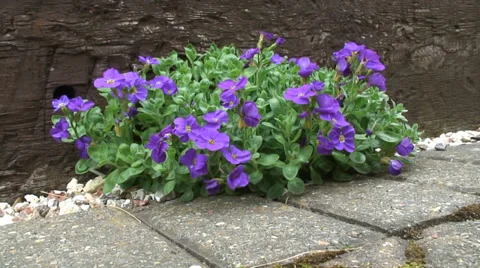 Aubrieta Kitte 01 Stock Footage 37271228