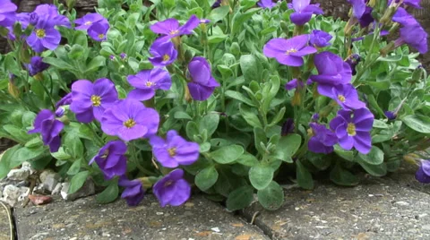 Aubrieta Kitte 02 Stock-Footage 37271216