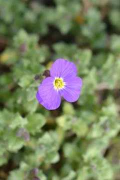 Aubrieta Stock Photos