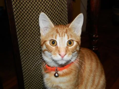 Auburn cat Stock Photos