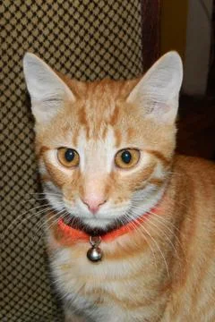 Auburn cat Stock Photos