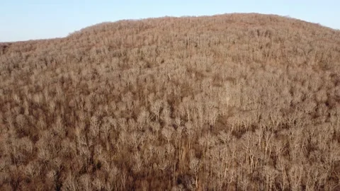 Auburn forest landscape Stock Footage 157887506