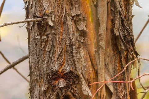 Aucaliptus tree trunk texture in spring Stock Photos