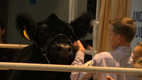 Auction champ steer 6 Stock Footage 91232197