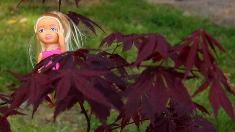 Audacious Doll in a Japanese Maple. Stock Footage 105204567