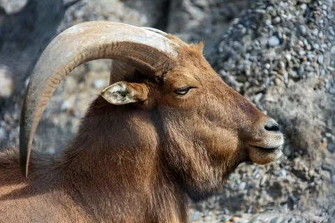 Audad or large maned ram with large horns chews cud. Foto stock