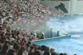 Audience being splashed by killer whale Footage