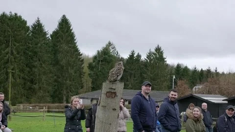 Audience Watching Eurasian Eagle Owl Falconry Demonstration Stock Footage 337697390