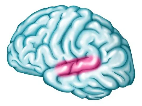  Auditory cortex Auditory cortex. Location of the auditory cortex (in pink... Stock Photos