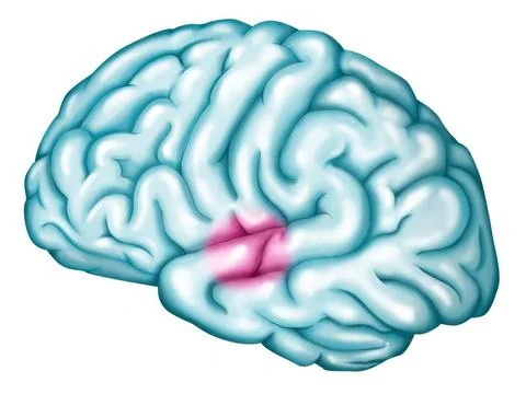  Auditory cortex Primary auditory cortex. Location of the primary auditory... Stock Photos