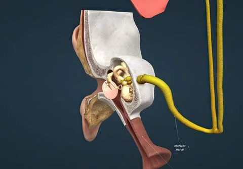 The auditory cortex is the sensory system for the sense of hearing. It includ Stock Illustration